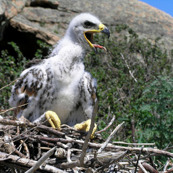 Steppe eaglet (photo by I. Smelyansky)
